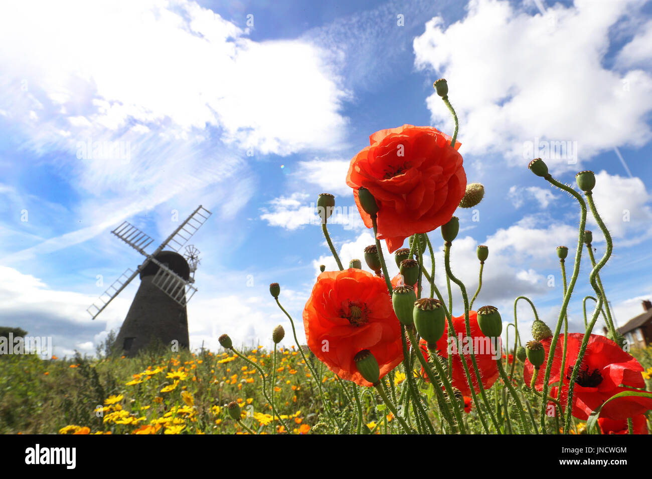 Tempo caldo a Whitburn Mulino a Vento a Sunderland. Foto Stock