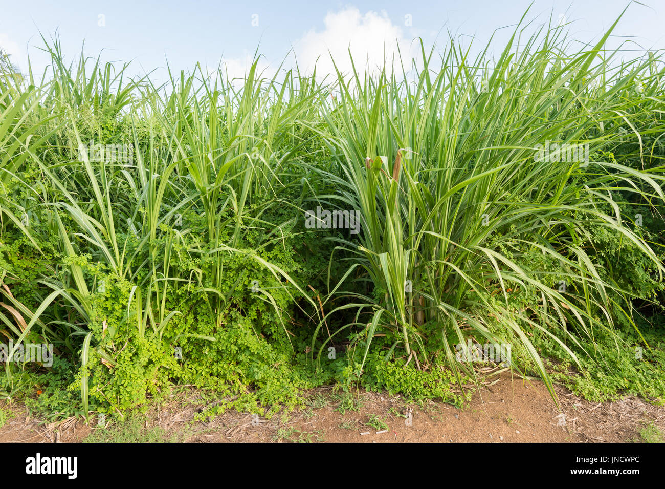 La canna da zucchero campo in Martinica Foto Stock