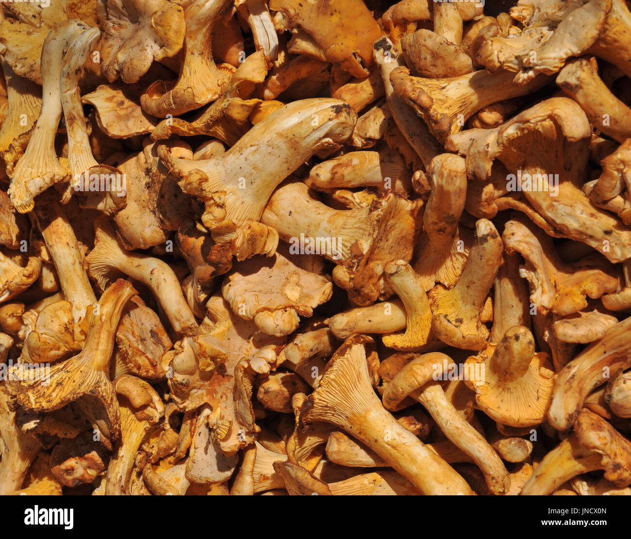Gruppo di girolle fungo in un mercato, Francia meridionale Foto Stock