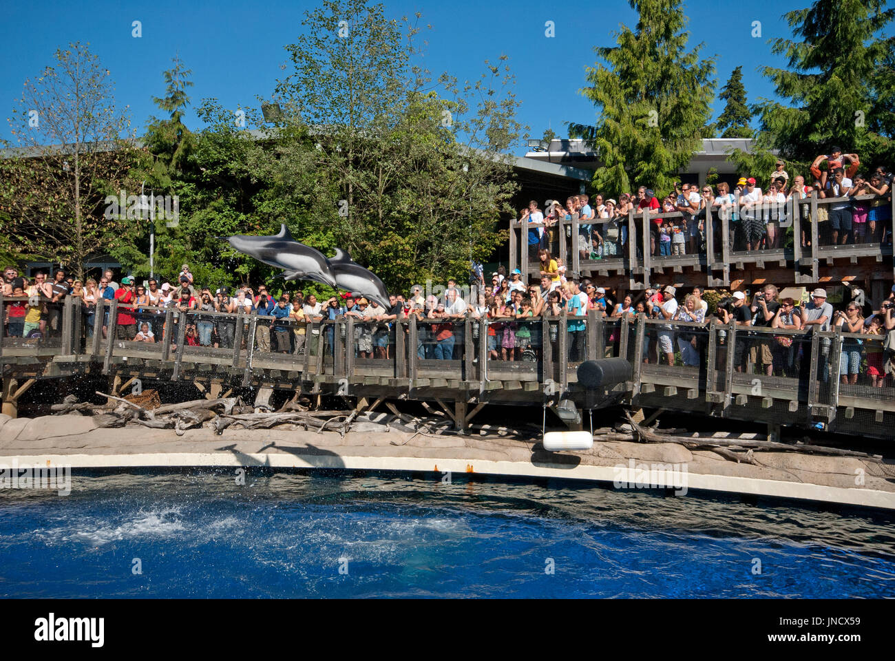 Spettacolo con delfini a Vancouver Aquarium di Stanley Park, Vancouver, Britisn Columbia, Canada Foto Stock