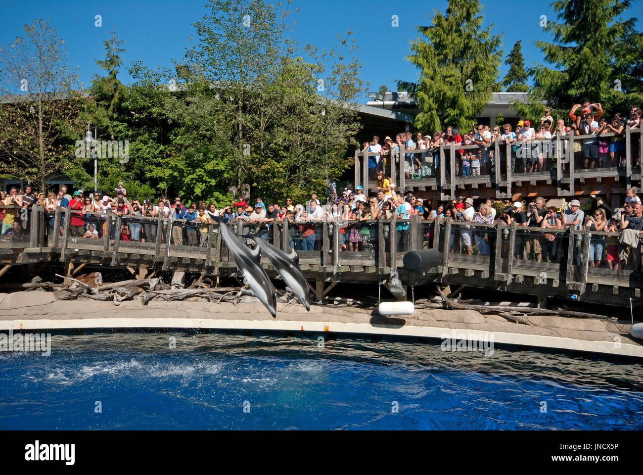 Spettacolo con delfini a Vancouver Aquarium di Stanley Park, Vancouver, Britisn Columbia, Canada Foto Stock