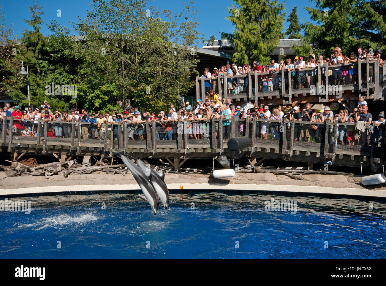 Spettacolo con delfini a Vancouver Aquarium di Stanley Park, Vancouver, Britisn Columbia, Canada Foto Stock