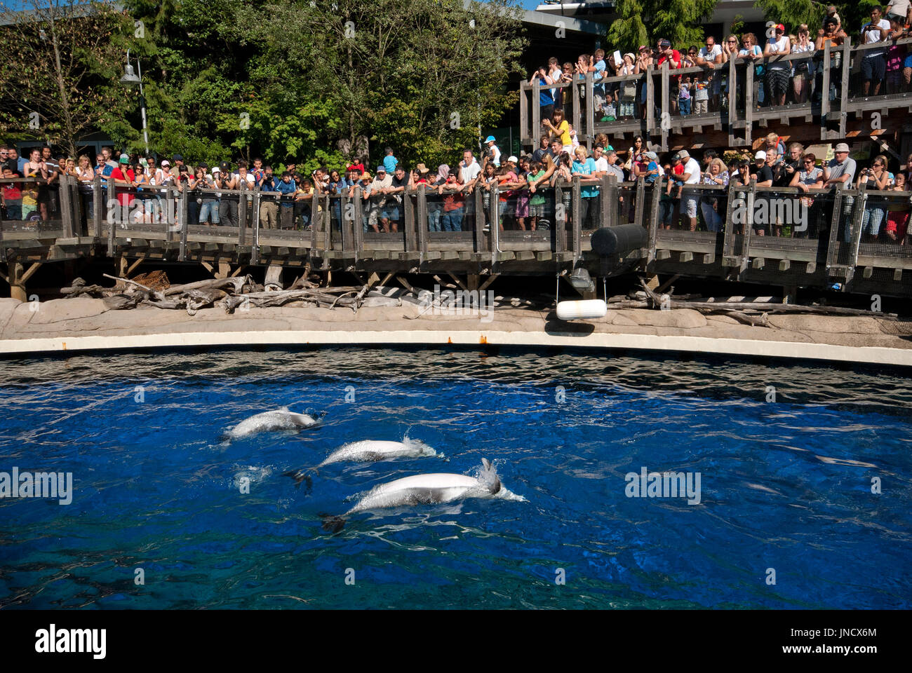Spettacolo con delfini a Vancouver Aquarium di Stanley Park, Vancouver, Britisn Columbia, Canada Foto Stock