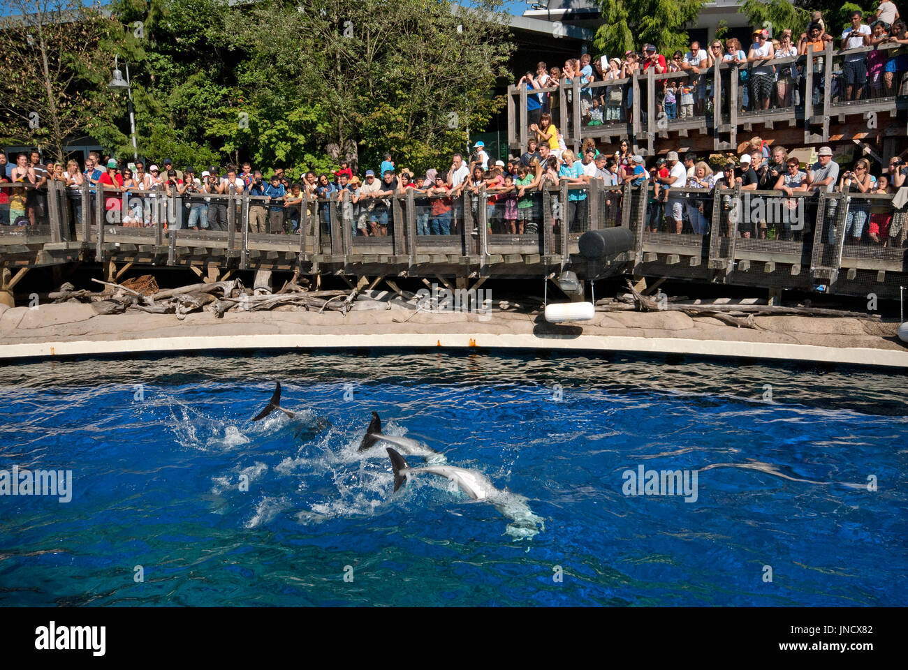 Spettacolo con delfini a Vancouver Aquarium di Stanley Park, Vancouver, Britisn Columbia, Canada Foto Stock