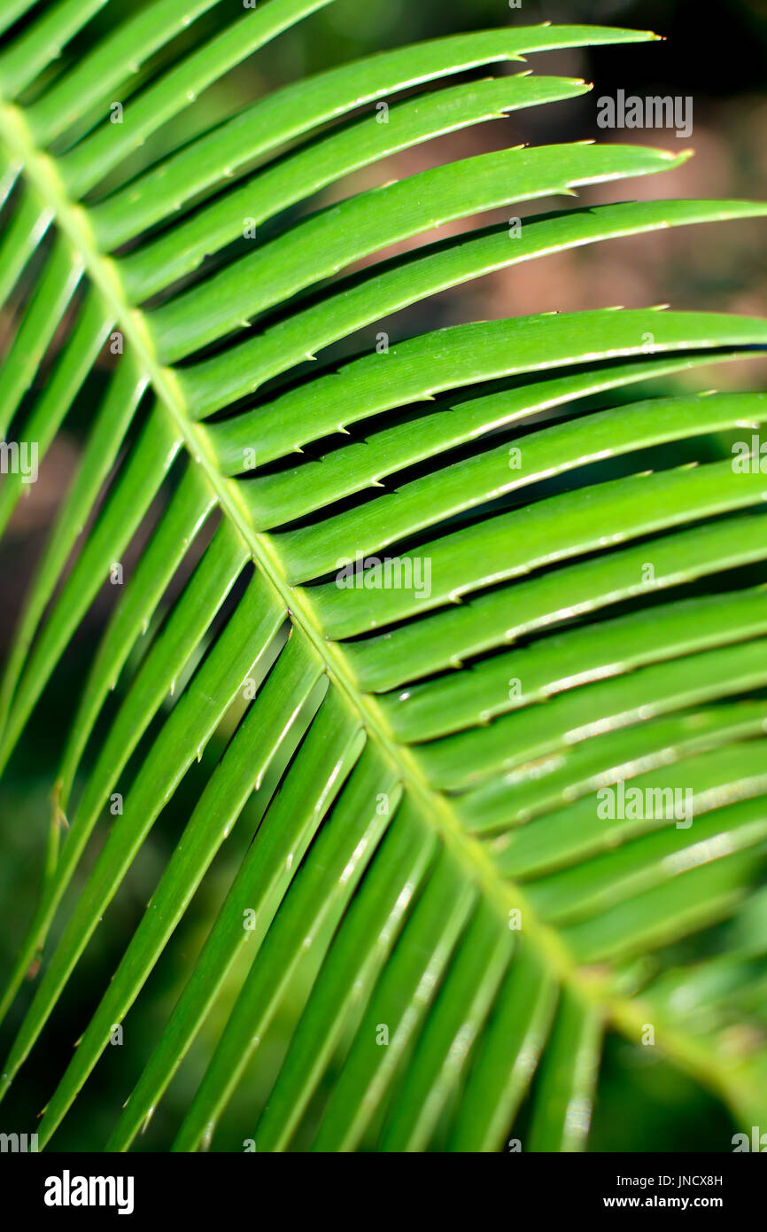 Modelli di natura Foto Stock