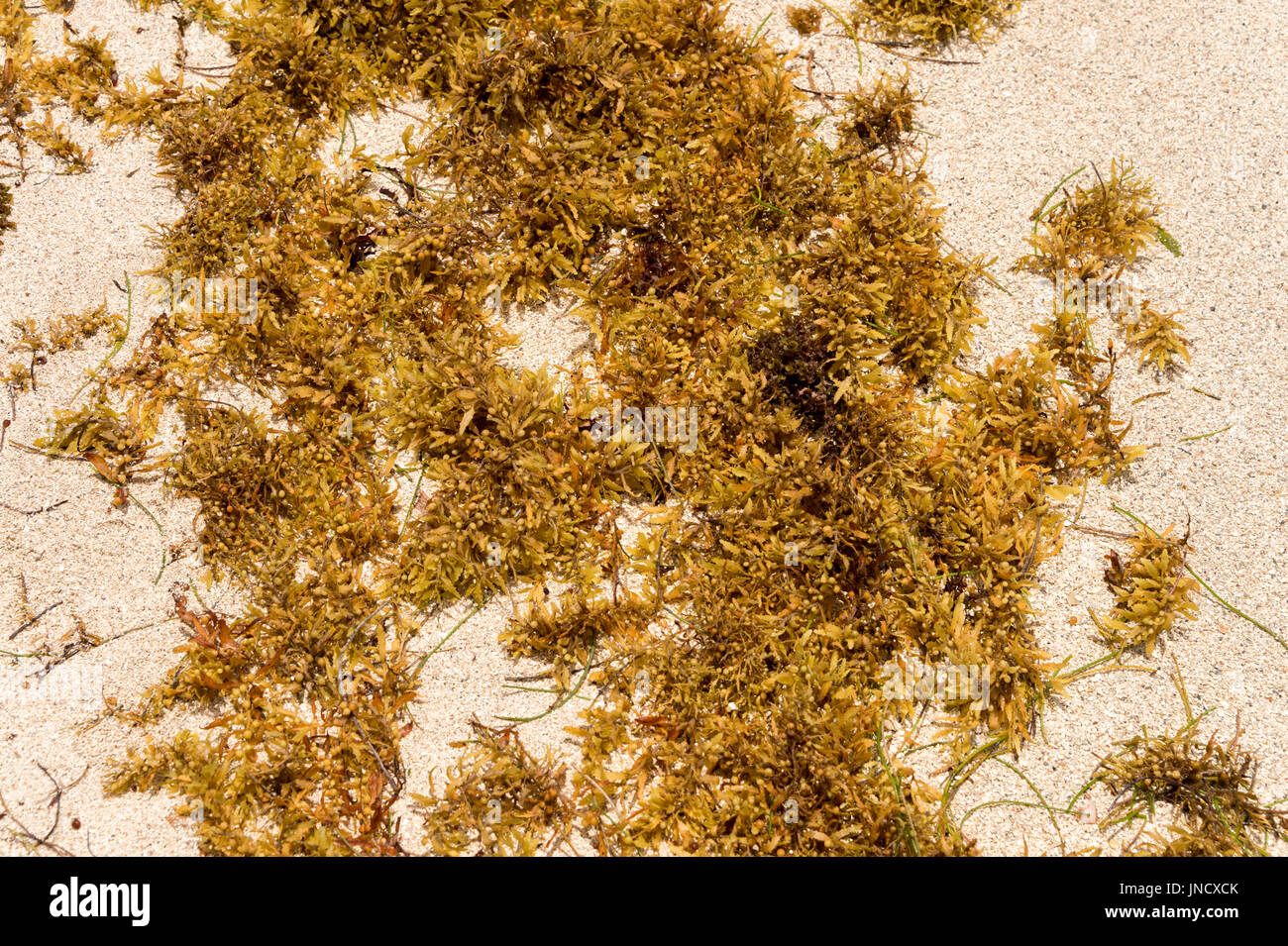 Martinique sargassum immagini e fotografie stock ad alta risoluzione Alamy