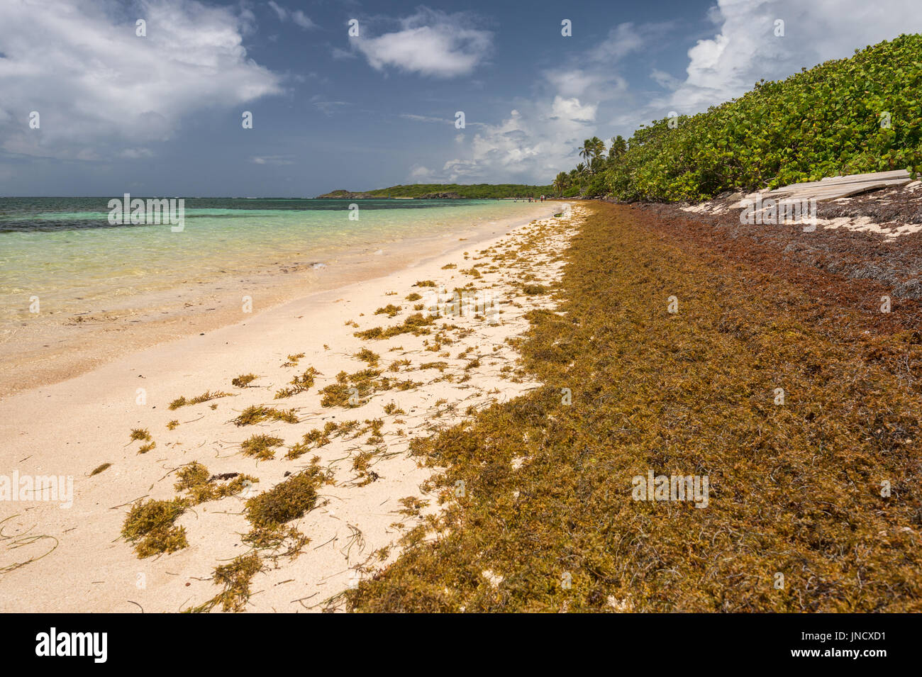 Martinique sargassum immagini e fotografie stock ad alta risoluzione Alamy