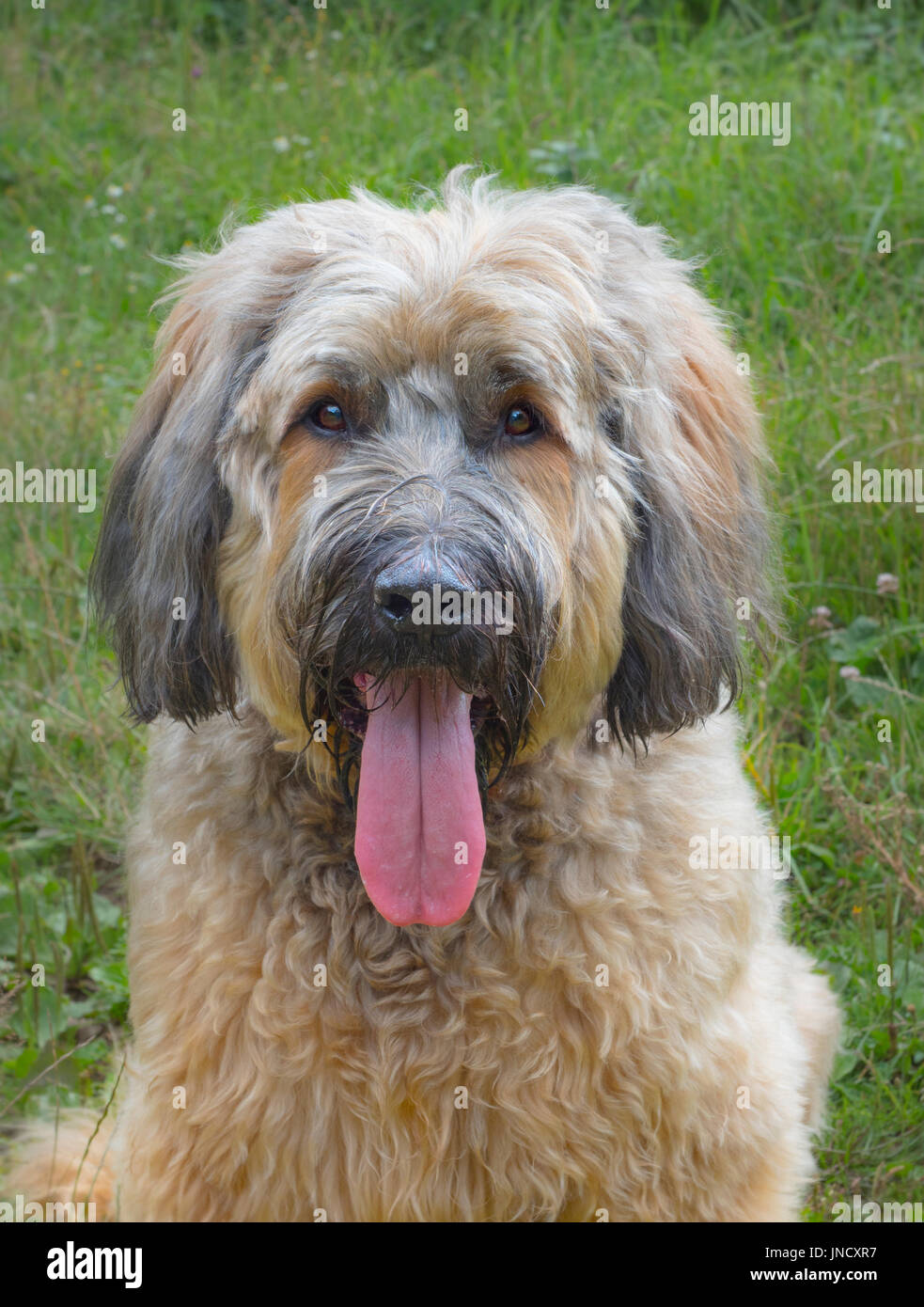 Il Briard è un'antica razza di grandi imbrancandosi cane, originariamente dalla Francia Foto Stock