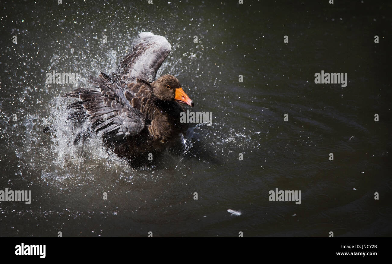 Una papera in acqua Foto Stock