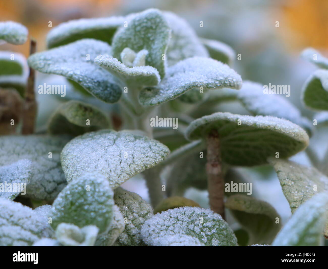 Impianto smerigliato in un giardino durante il periodo invernale Foto Stock