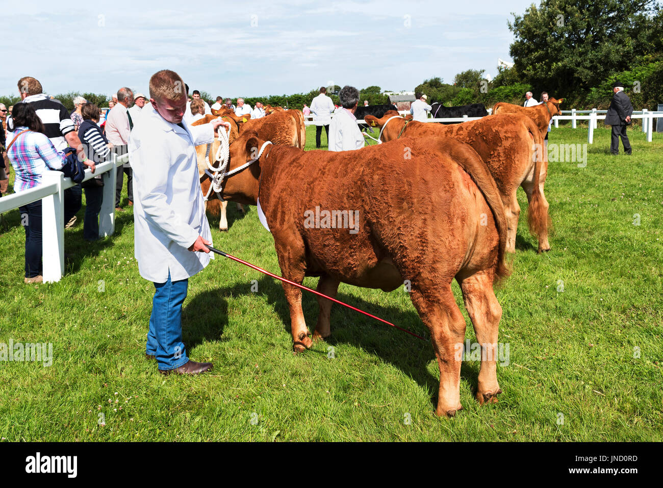 Le mucche in mostra l'anello in un paesaggio rurale country fair in Cornovaglia, Inghilterra, Regno Unito. Foto Stock