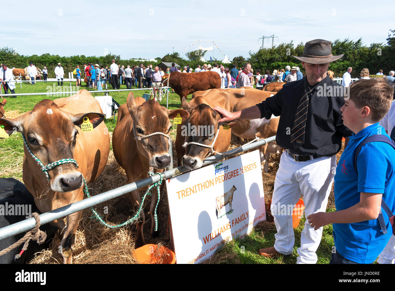 Un agricoltore che mostra il suo jersey alle mucche di un giovane ragazzo in un evento di campagna in Cornovaglia, England, Regno Unito Foto Stock