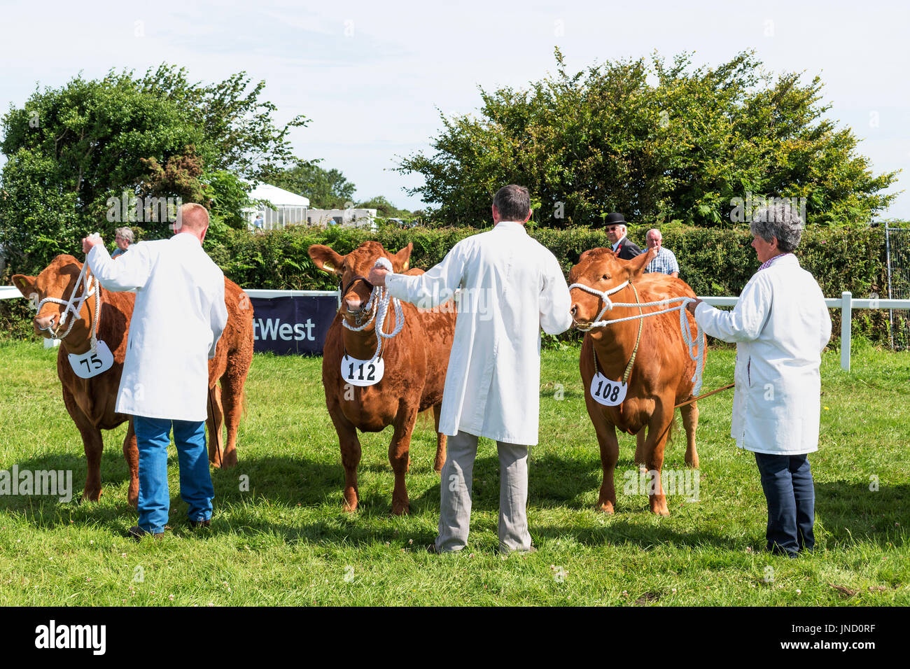 Le mucche in mostra l'anello in un paesaggio rurale country fair in Cornovaglia, Inghilterra, Regno Unito. Foto Stock