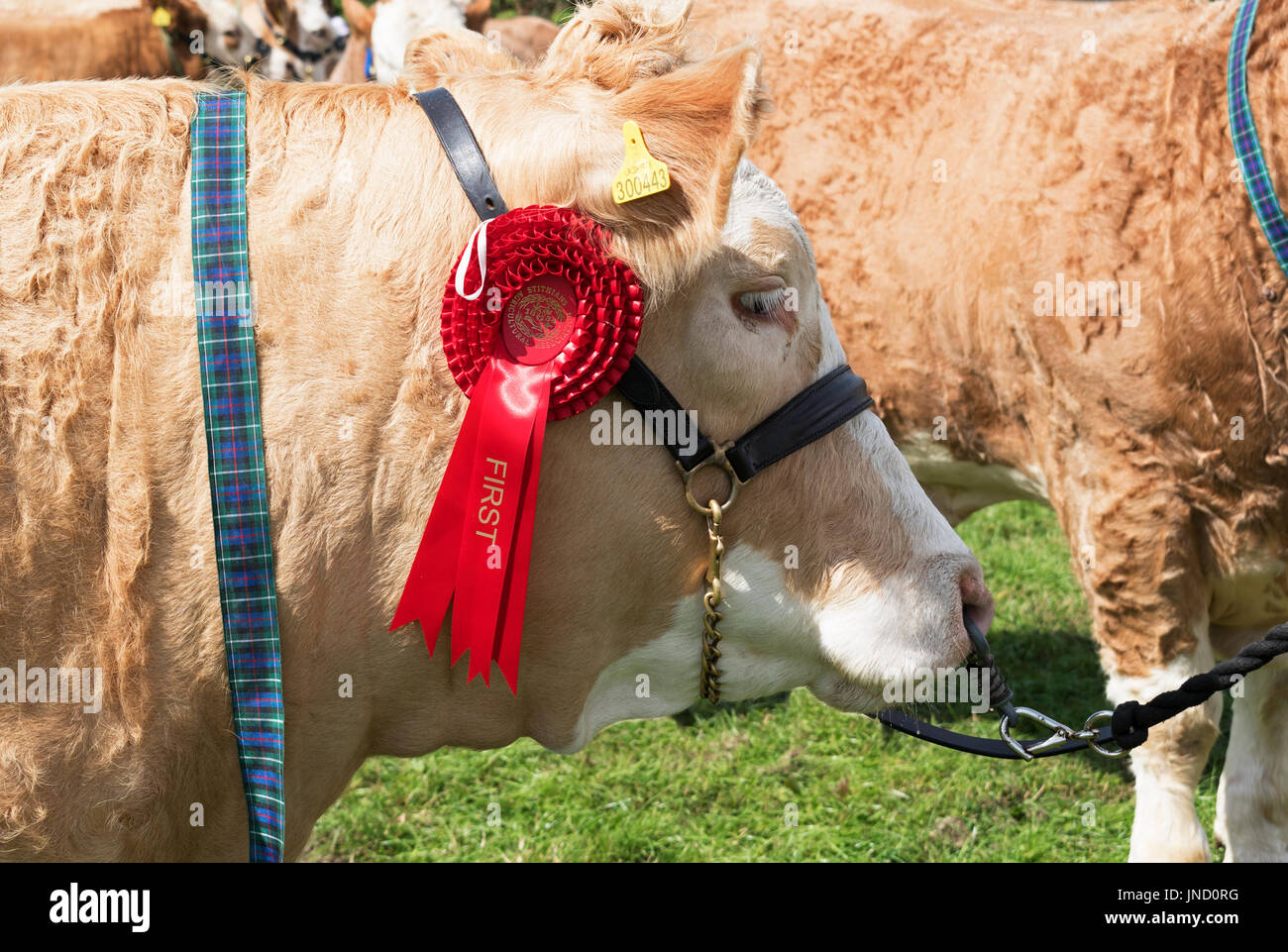 Un primo premio rozette vincitore premiato bull vacca a una fiera di paese in Cornovaglia, Inghilterra, Regno Unito. Foto Stock