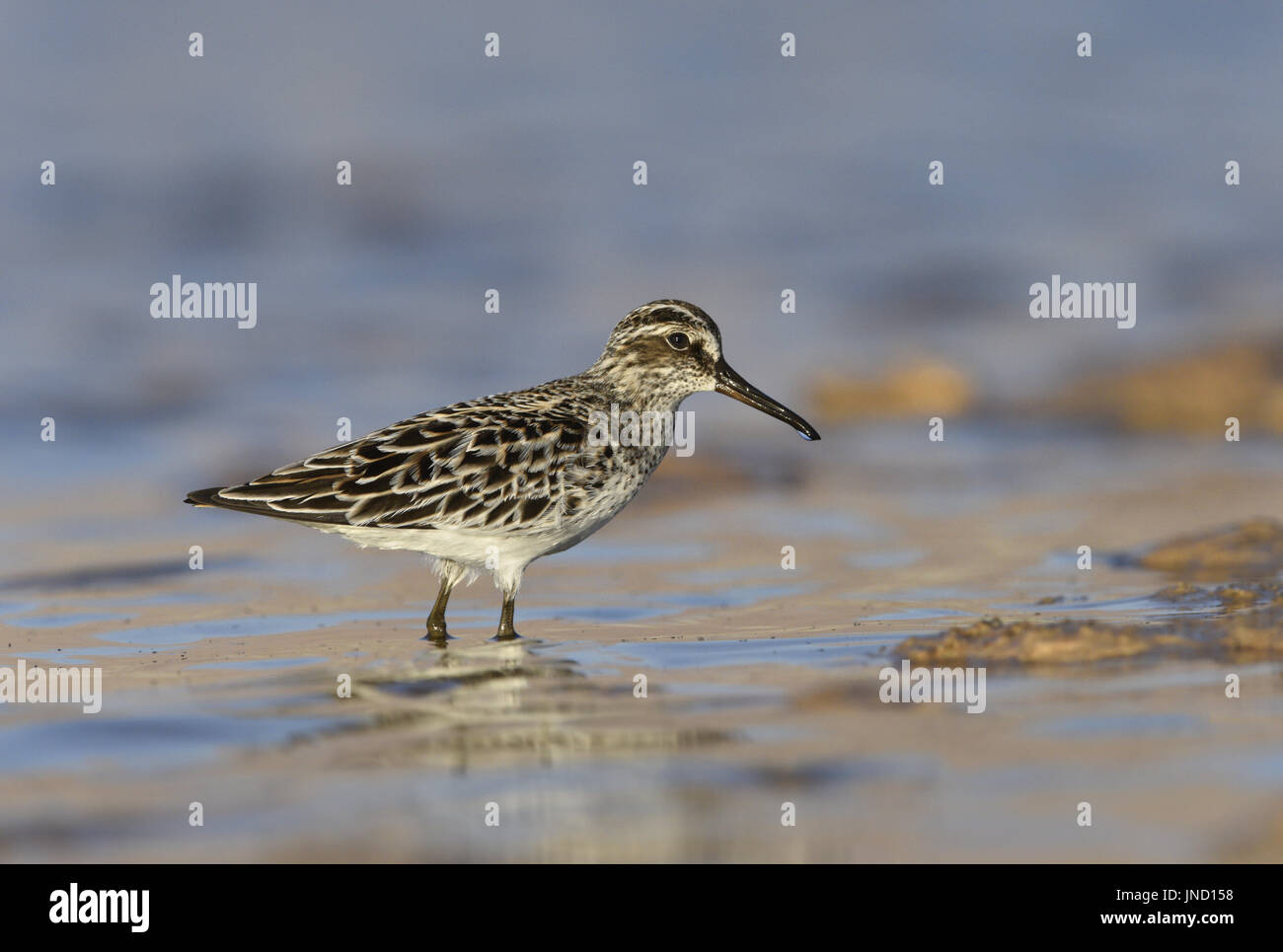 Ampia fatturati Sandpiper - Limicola falcinellus Foto Stock