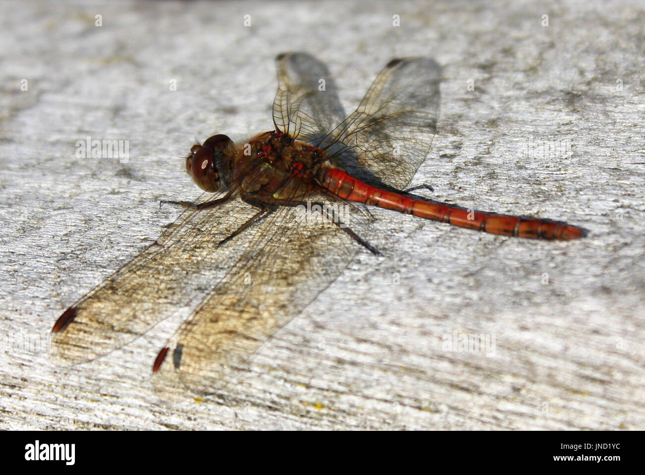 Foto macro di una libellula da vicino Foto Stock