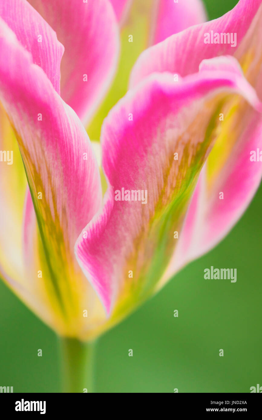 Rosa gialla e verde tulipani in primavera, Marzo 2017 Los Angeles California USA Foto Stock