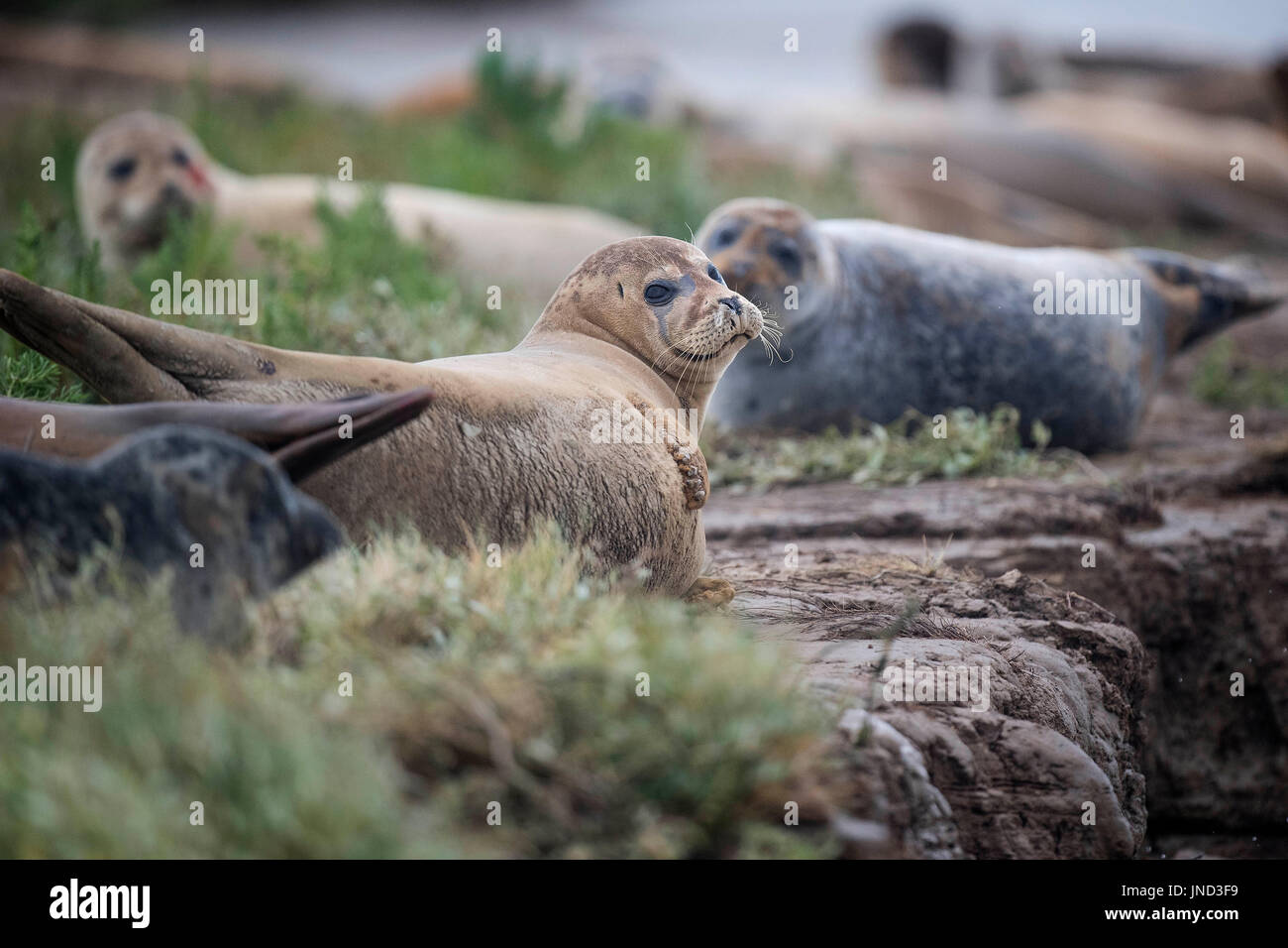 È sotto embargo per 0900 Lunedì 31 luglio linea di guarnizioni di tenuta sulle rive del fiume Stour in Pegwell Bay, Kent, come i biologi marini da ZSL (Zoological Society di Londra) impegnano il quinto annuale sondaggio tenuta nell'estuario del Tamigi. Foto Stock