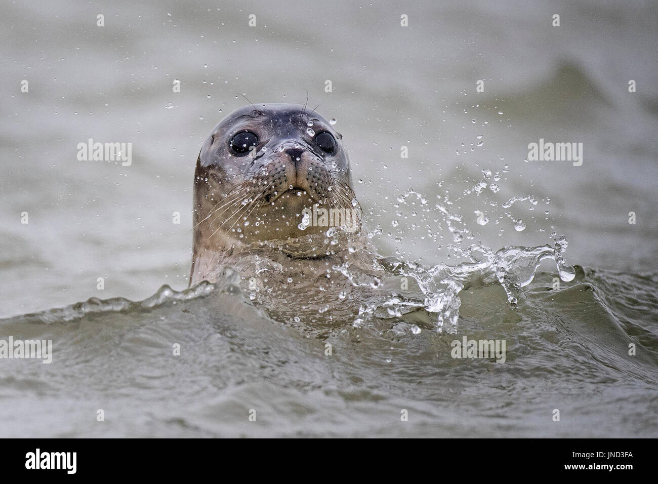 È sotto embargo per 0900 Lunedì 31 Luglio una guarnizione nuota nel fiume Stour in Pegwell Bay, Kent, come i biologi marini da ZSL (Zoological Society di Londra) impegnano il quinto annuale sondaggio tenuta nell'estuario del Tamigi. Foto Stock