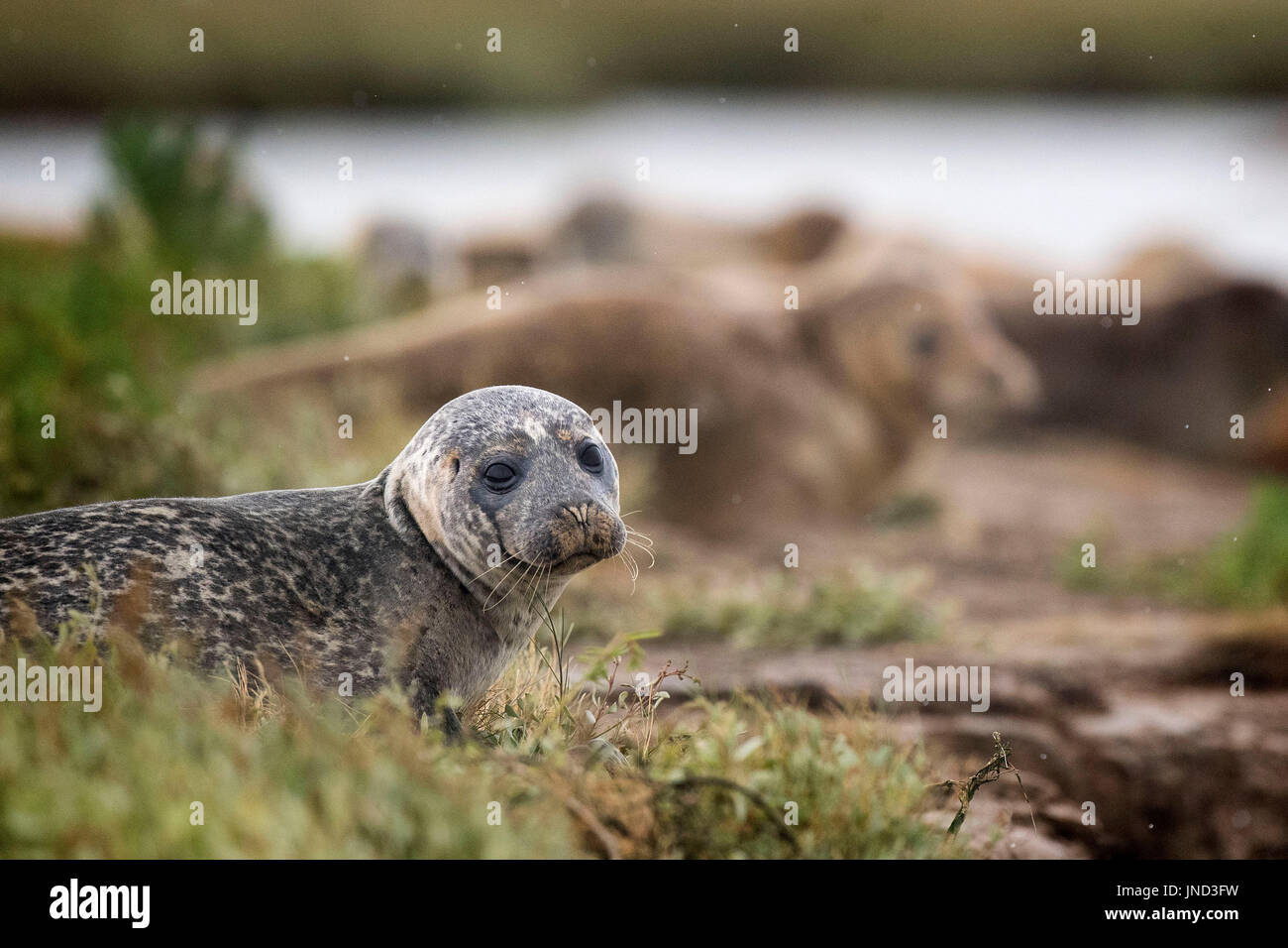 È sotto embargo per 0900 Lunedì 31 luglio linea di guarnizioni di tenuta sulle rive del fiume Stour in Pegwell Bay, Kent, come i biologi marini da ZSL (Zoological Society di Londra) impegnano il quinto annuale sondaggio tenuta nell'estuario del Tamigi. Foto Stock