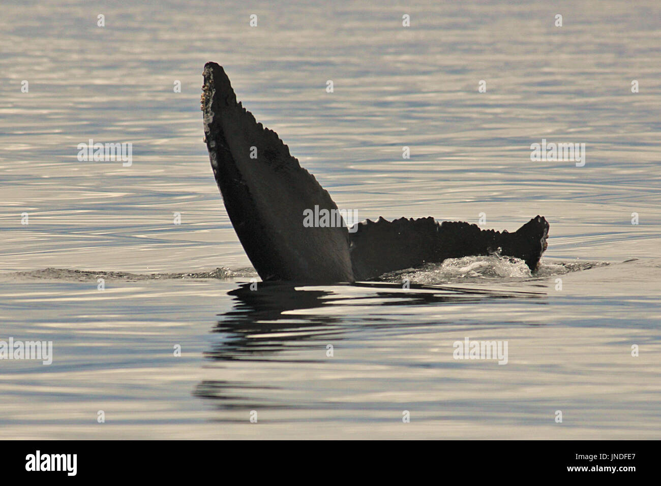 Humpback Whale diving e mostrando la sua coda vicino all isola di Quadra in British Columbia, Canada Foto Stock