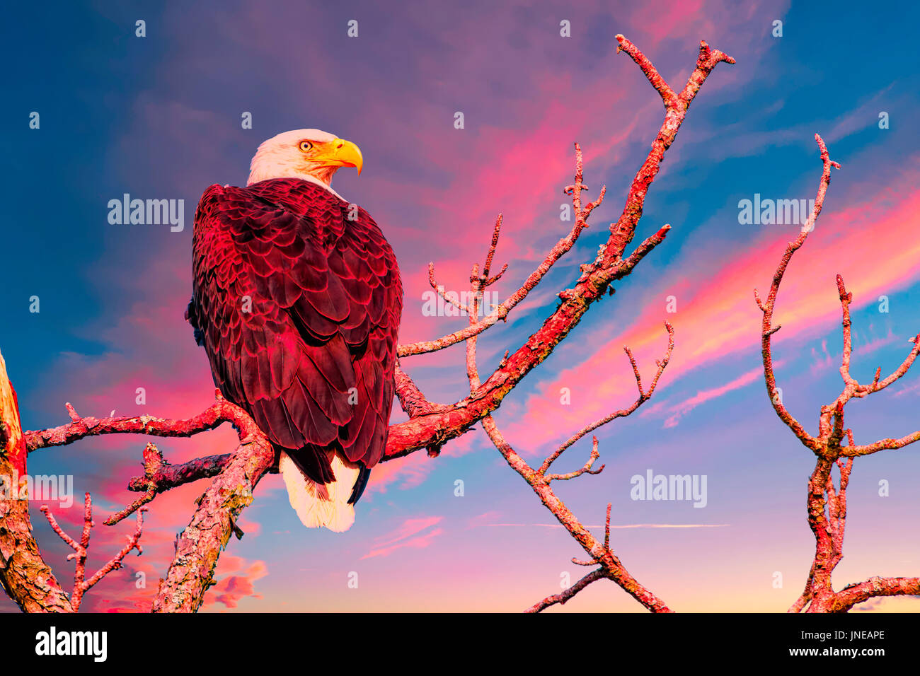 Aquila calva arroccato in un albero di sunrise Foto Stock