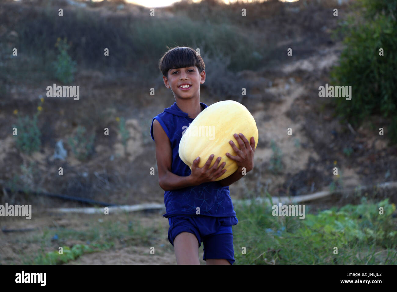 Luglio 29, 2017 - agli agricoltori palestinesi, con l aiuto dei loro figli, raccogliere le zucche durante la stagione del raccolto, nella parte nord della striscia di Gaza Credito: Samar Abu Elouf/ImagesLive/ZUMA filo/Alamy Live News Foto Stock