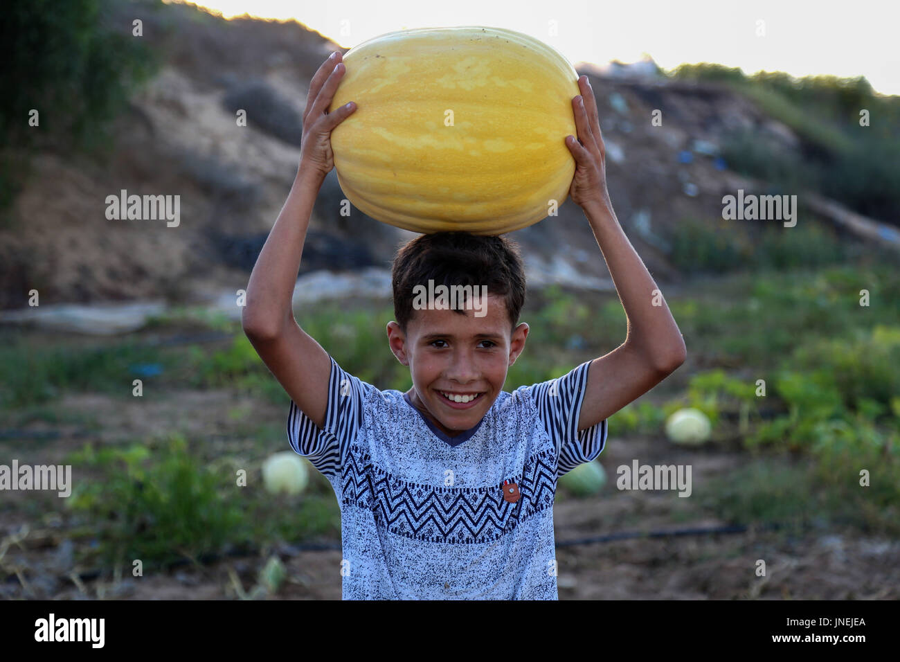 Luglio 29, 2017 - agli agricoltori palestinesi, con l aiuto dei loro figli, raccogliere le zucche durante la stagione del raccolto, nella parte nord della striscia di Gaza Credito: Samar Abu Elouf/ImagesLive/ZUMA filo/Alamy Live News Foto Stock