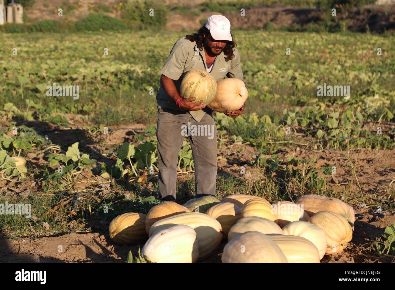 Luglio 29, 2017 - agli agricoltori palestinesi, con l aiuto dei loro figli, raccogliere le zucche durante la stagione del raccolto, nella parte nord della striscia di Gaza Credito: Samar Abu Elouf/ImagesLive/ZUMA filo/Alamy Live News Foto Stock
