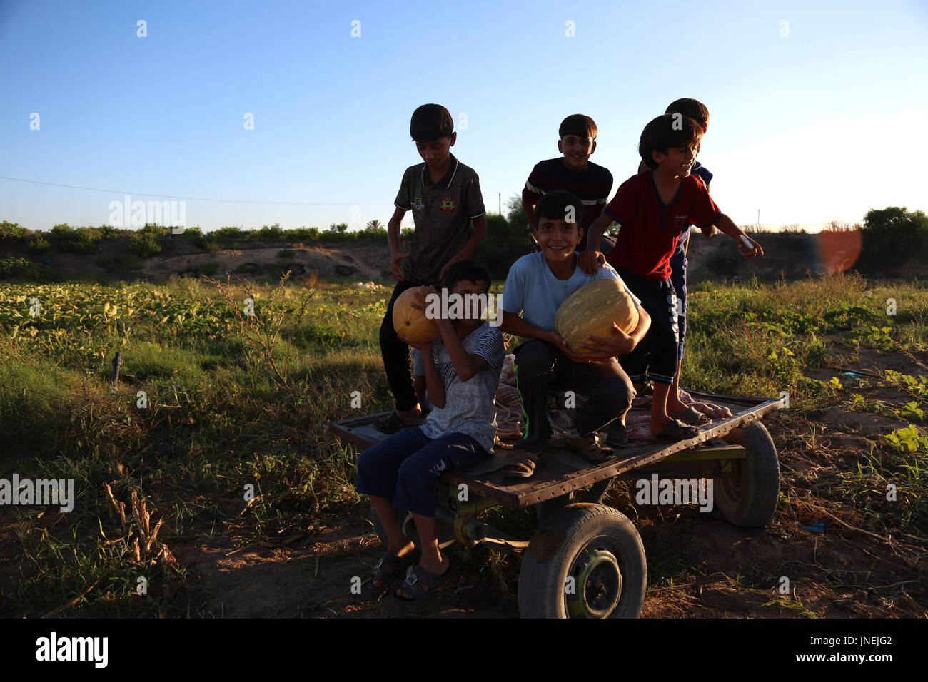 Luglio 29, 2017 - agli agricoltori palestinesi, con l aiuto dei loro figli, raccogliere le zucche durante la stagione del raccolto, nella parte nord della striscia di Gaza Credito: Samar Abu Elouf/ImagesLive/ZUMA filo/Alamy Live News Foto Stock