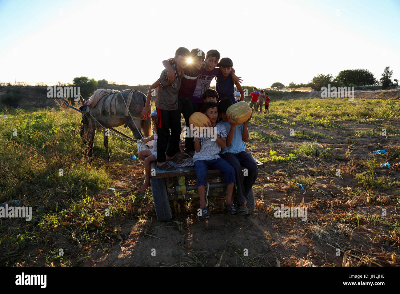 Luglio 29, 2017 - agli agricoltori palestinesi, con l aiuto dei loro figli, raccogliere le zucche durante la stagione del raccolto, nella parte nord della striscia di Gaza Credito: Samar Abu Elouf/ImagesLive/ZUMA filo/Alamy Live News Foto Stock
