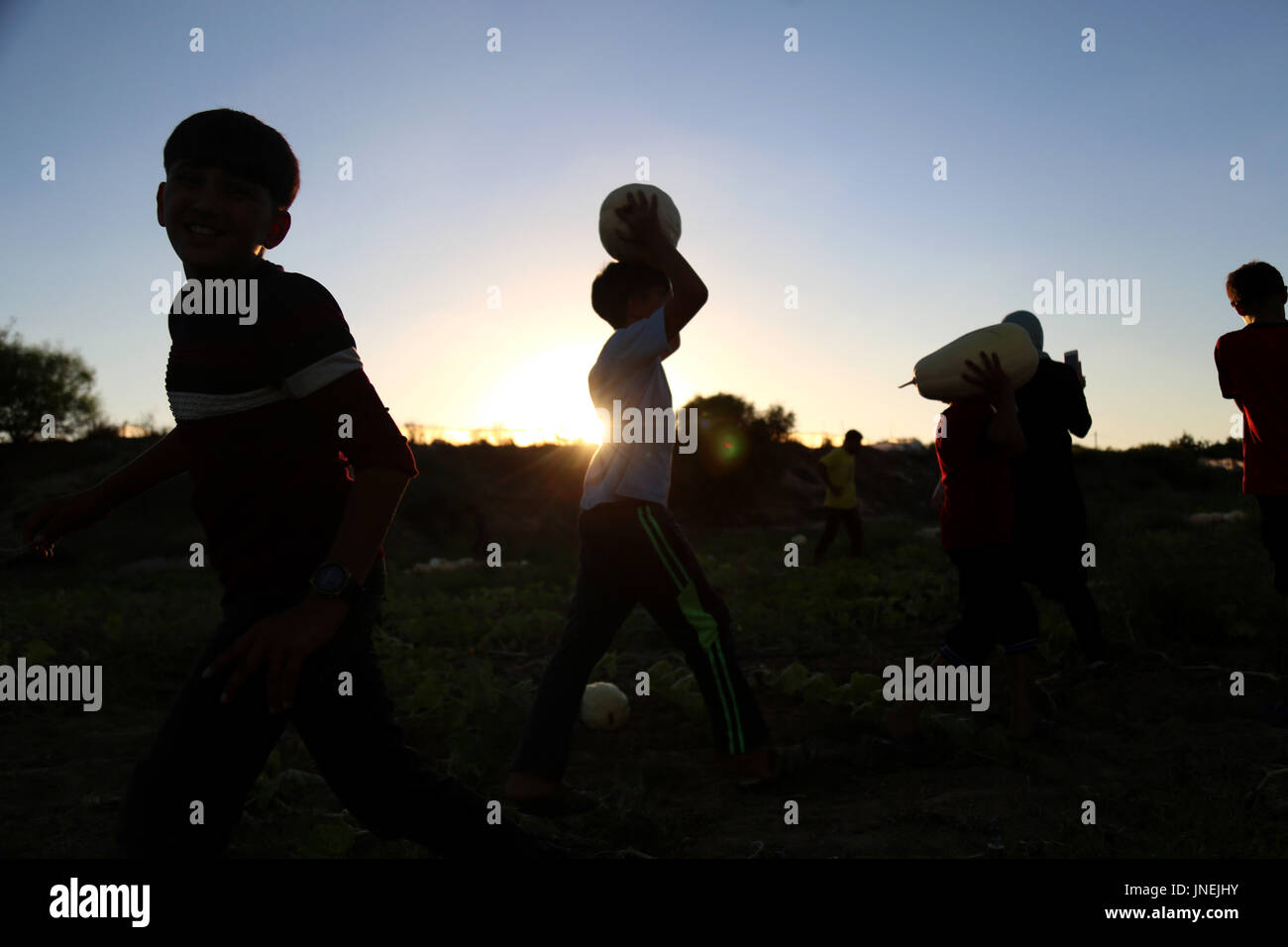 Luglio 29, 2017 - agli agricoltori palestinesi, con l aiuto dei loro figli, raccogliere le zucche durante la stagione del raccolto, nella parte nord della striscia di Gaza Credito: Samar Abu Elouf/ImagesLive/ZUMA filo/Alamy Live News Foto Stock