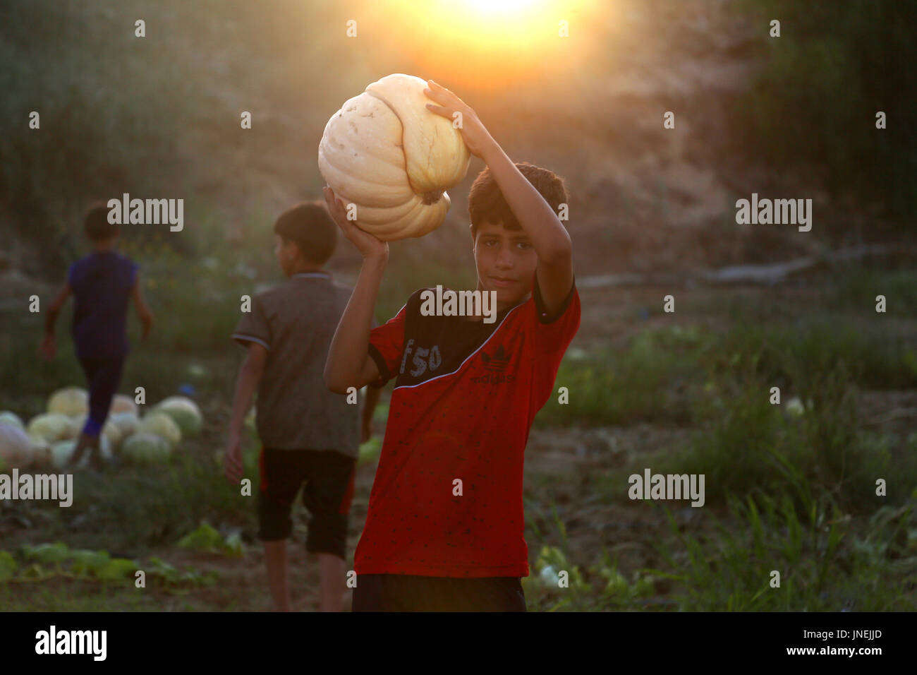 Luglio 29, 2017 - agli agricoltori palestinesi, con l aiuto dei loro figli, raccogliere le zucche durante la stagione del raccolto, nella parte nord della striscia di Gaza Credito: Samar Abu Elouf/ImagesLive/ZUMA filo/Alamy Live News Foto Stock