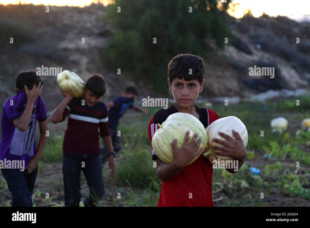 Luglio 29, 2017 - agli agricoltori palestinesi, con l aiuto dei loro figli, raccogliere le zucche durante la stagione del raccolto, nella parte nord della striscia di Gaza Credito: Samar Abu Elouf/ImagesLive/ZUMA filo/Alamy Live News Foto Stock