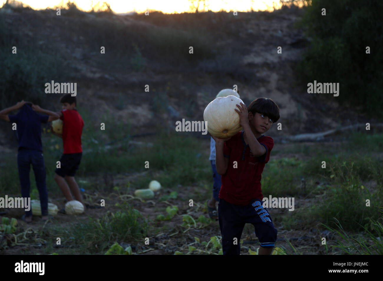 Luglio 29, 2017 - agli agricoltori palestinesi, con l aiuto dei loro figli, raccogliere le zucche durante la stagione del raccolto, nella parte nord della striscia di Gaza Credito: Samar Abu Elouf/ImagesLive/ZUMA filo/Alamy Live News Foto Stock