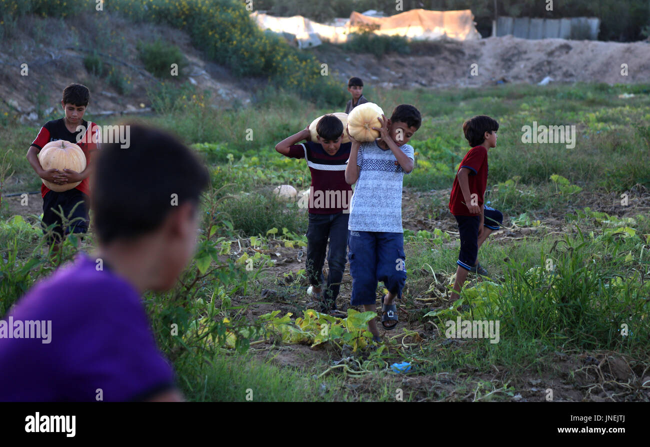 Luglio 29, 2017 - agli agricoltori palestinesi, con l aiuto dei loro figli, raccogliere le zucche durante la stagione del raccolto, nella parte nord della striscia di Gaza Credito: Samar Abu Elouf/ImagesLive/ZUMA filo/Alamy Live News Foto Stock