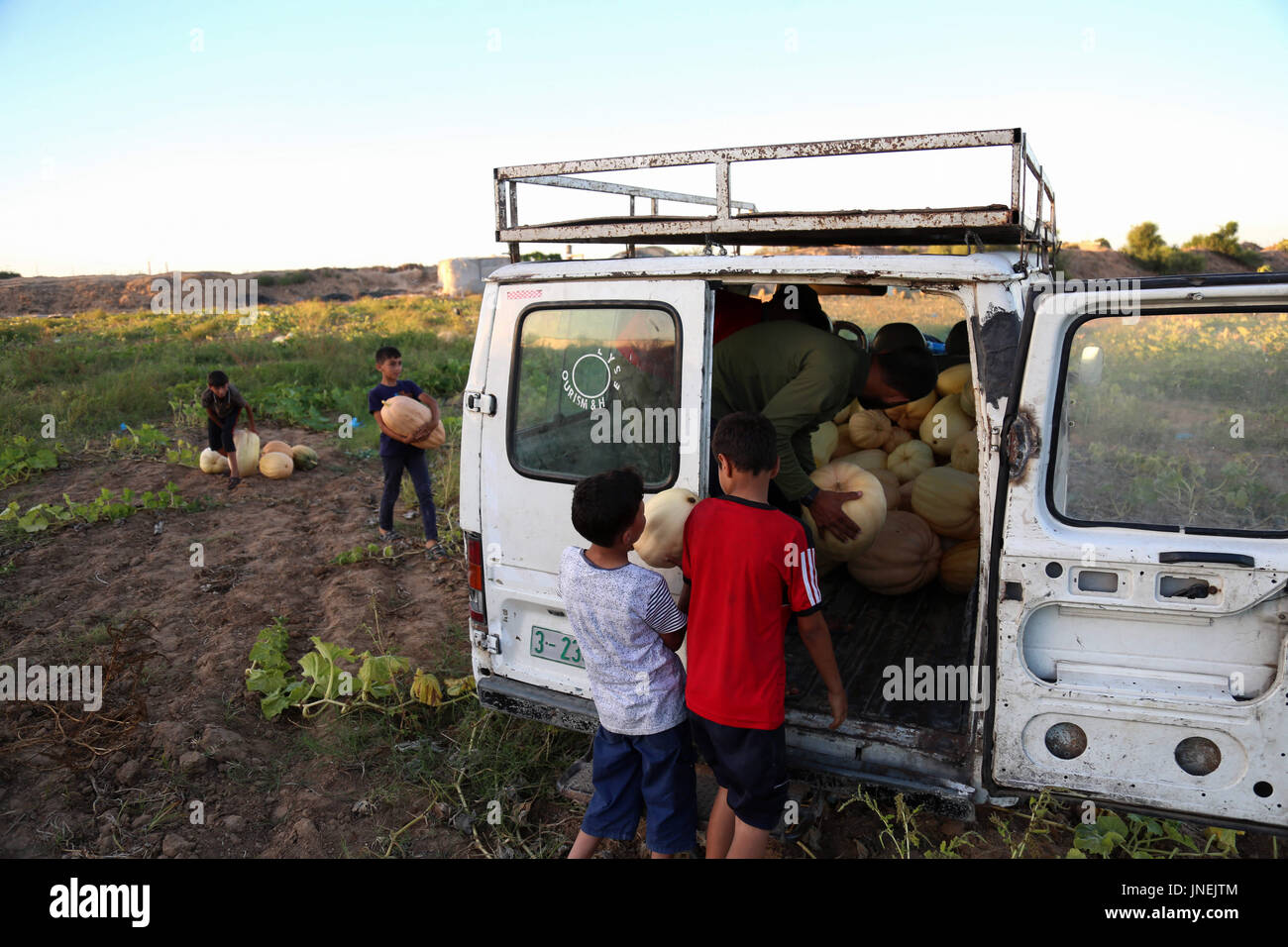 Luglio 29, 2017 - agli agricoltori palestinesi, con l aiuto dei loro figli, raccogliere le zucche durante la stagione del raccolto, nella parte nord della striscia di Gaza Credito: Samar Abu Elouf/ImagesLive/ZUMA filo/Alamy Live News Foto Stock