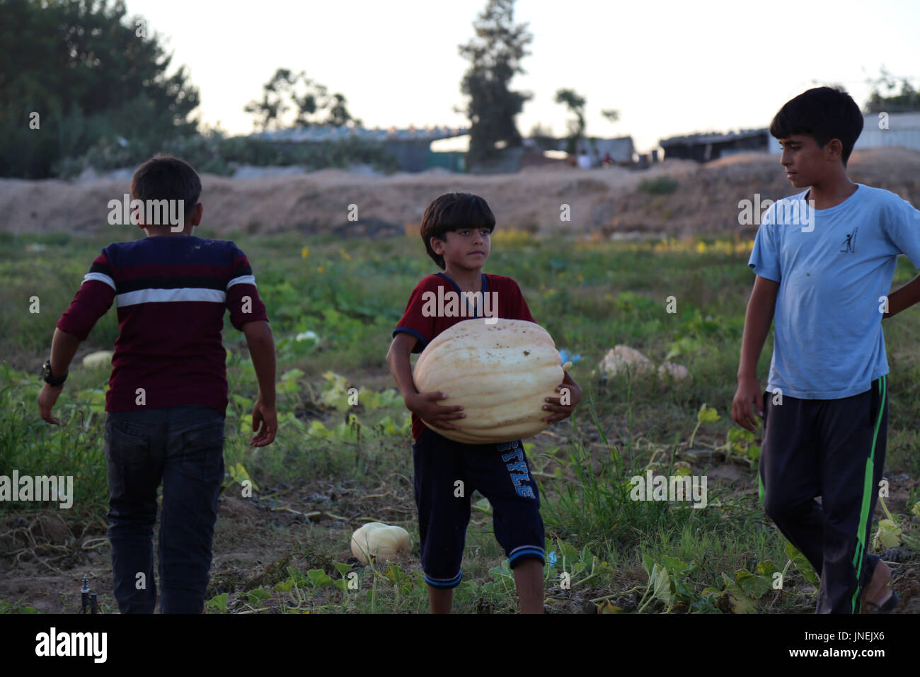 Luglio 29, 2017 - agli agricoltori palestinesi, con l aiuto dei loro figli, raccogliere le zucche durante la stagione del raccolto, nella parte nord della striscia di Gaza Credito: Samar Abu Elouf/ImagesLive/ZUMA filo/Alamy Live News Foto Stock