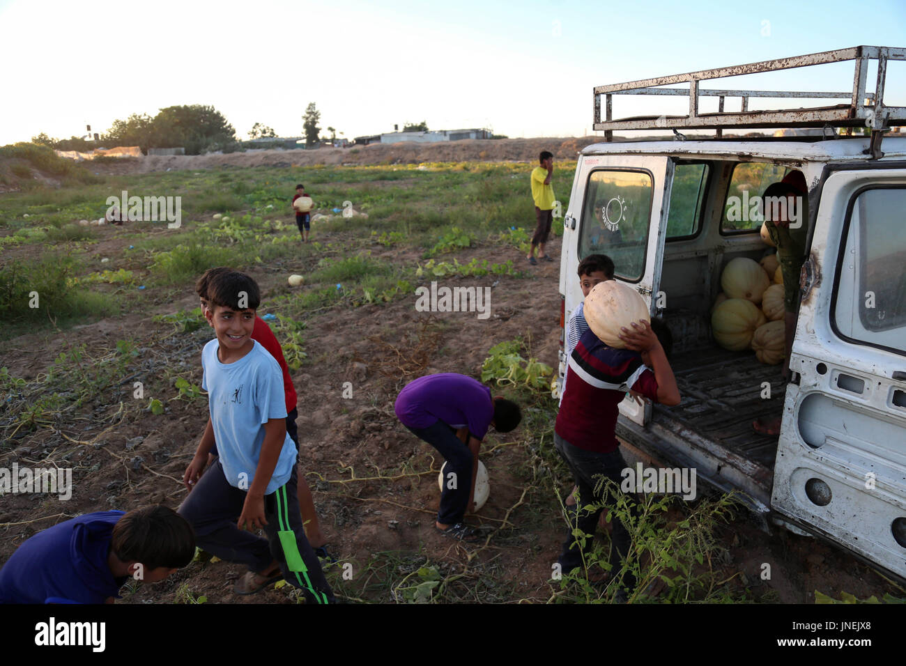 Luglio 29, 2017 - agli agricoltori palestinesi, con l aiuto dei loro figli, raccogliere le zucche durante la stagione del raccolto, nella parte nord della striscia di Gaza Credito: Samar Abu Elouf/ImagesLive/ZUMA filo/Alamy Live News Foto Stock