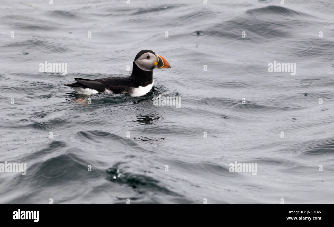 Atlantic pulcinelle di mare (Fratercula arctica) galleggiante sull'acqua in un giorno di pioggia Foto Stock