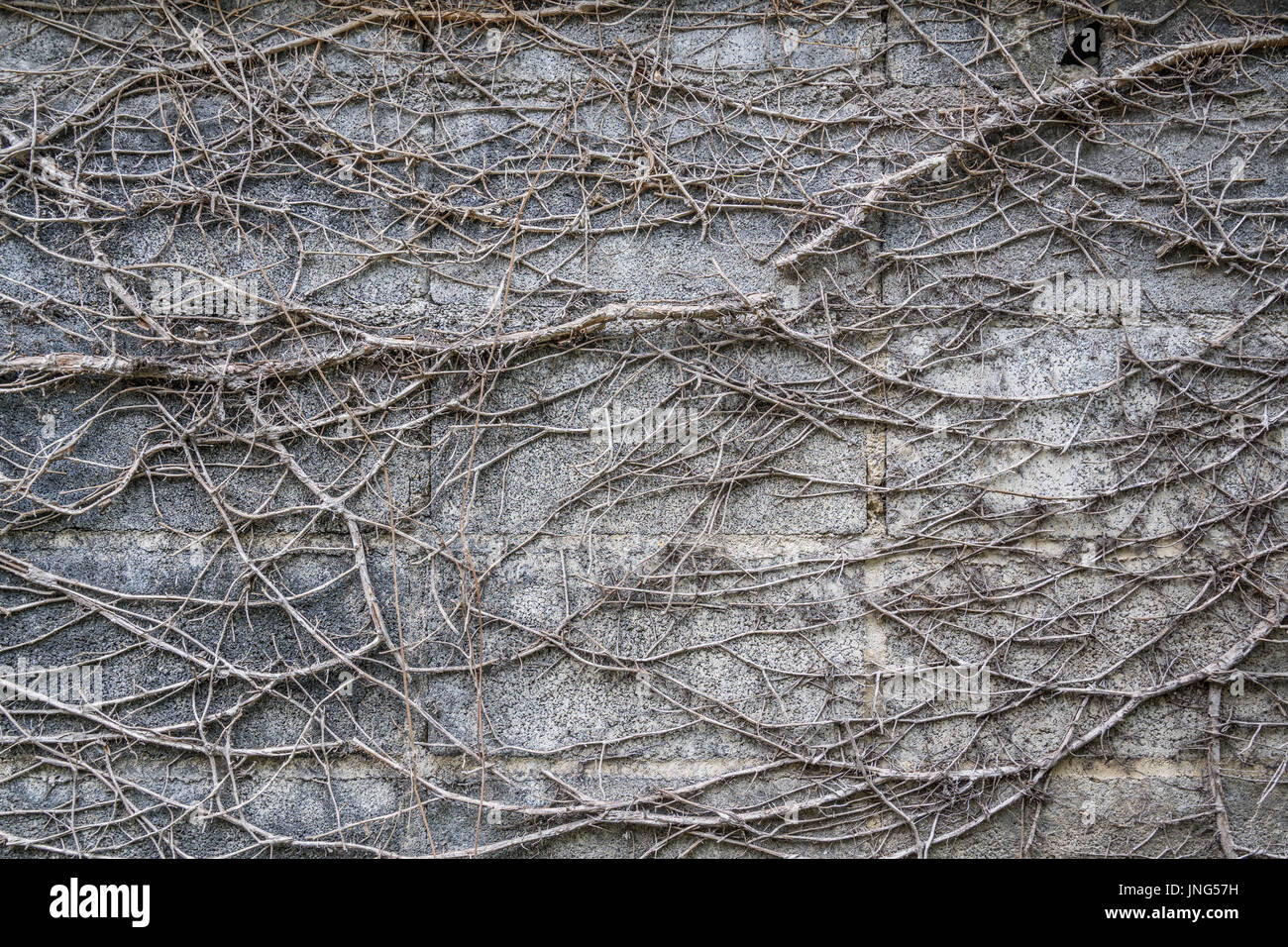Liane secco sulla parete Foto Stock