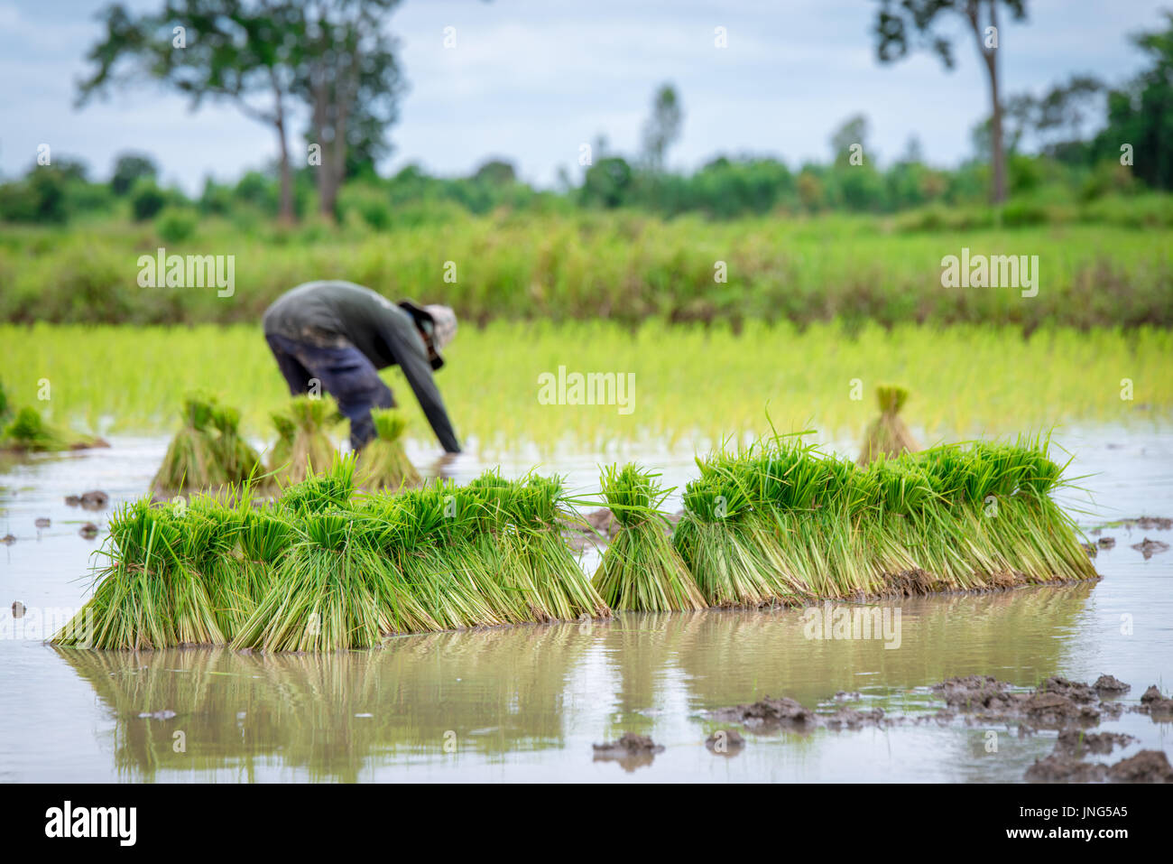 Agricoltore di piantare il riso in fattoria di risone Foto Stock