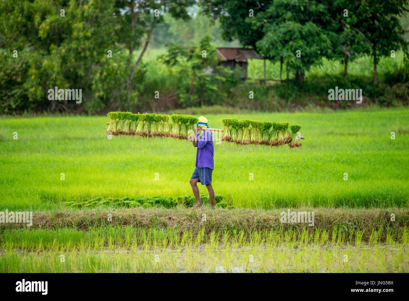 Gli agricoltori recanti le piantine in campo di riso Foto Stock