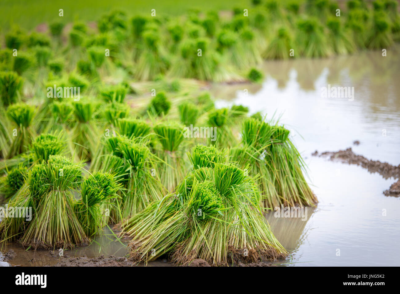 Piantina di riso nella fattoria di risone Foto Stock