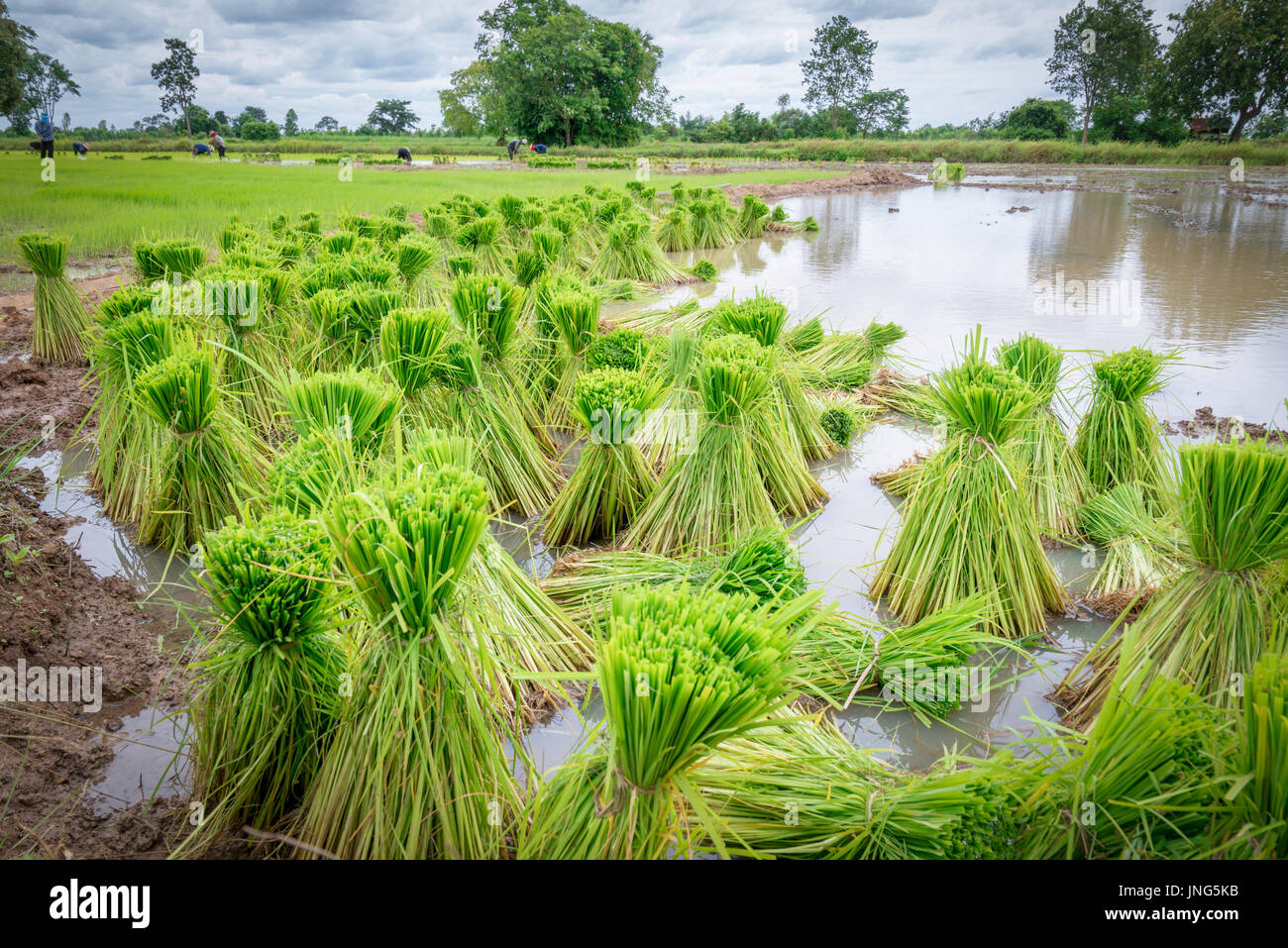 Piantina di riso nella fattoria di risone Foto Stock