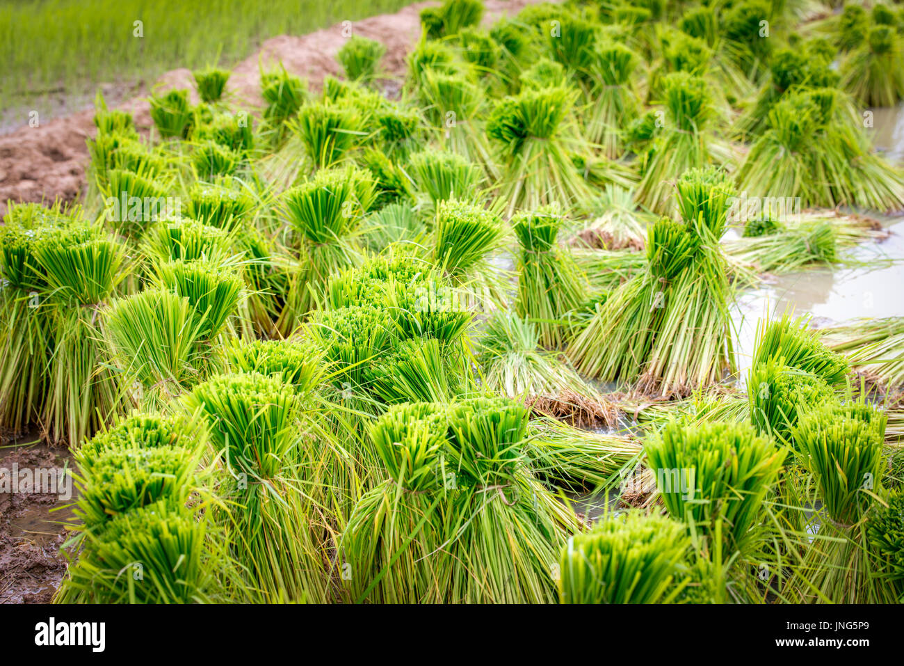 Piantina di riso nella fattoria di risone Foto Stock