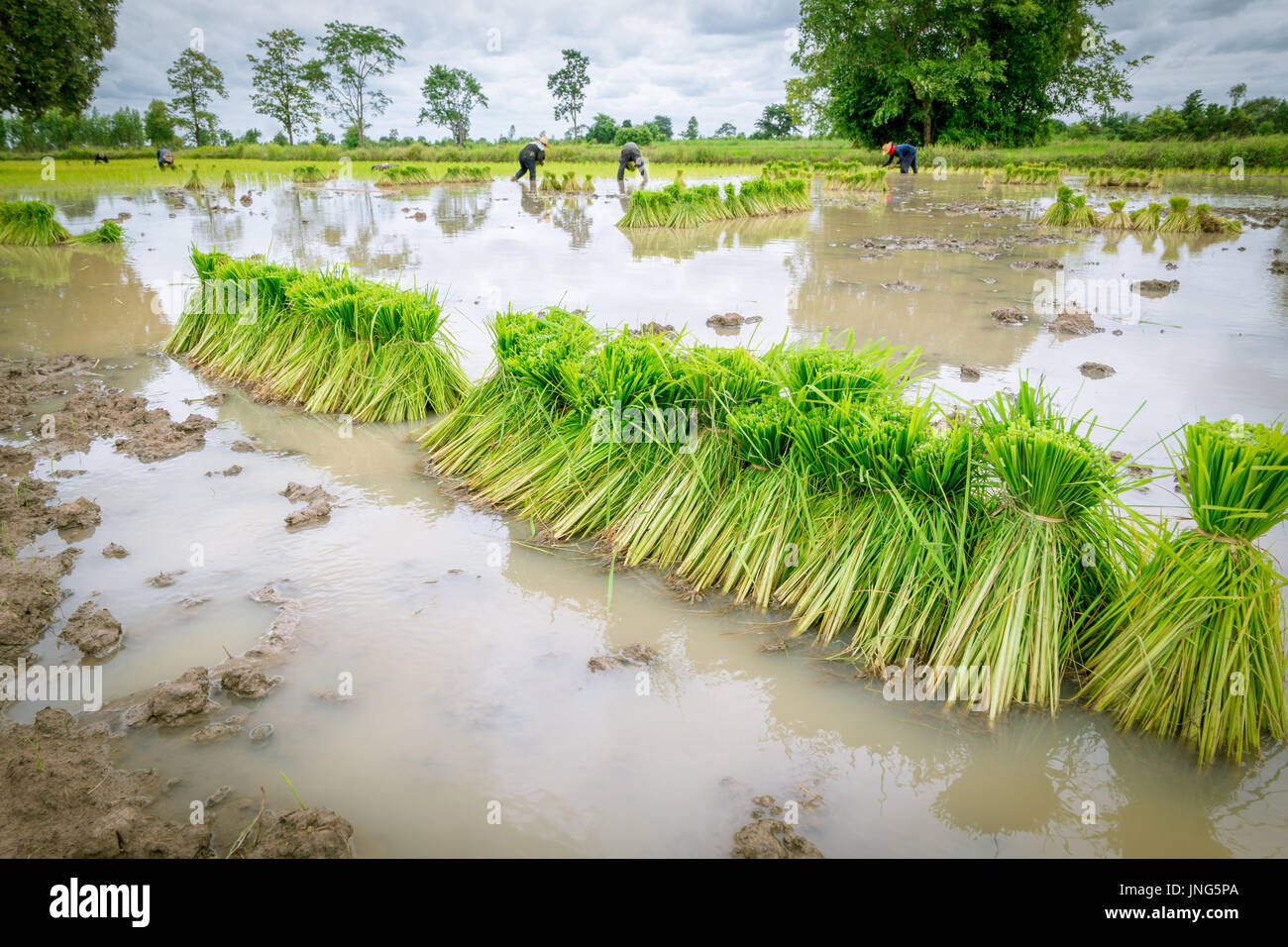Piantina di riso con il contadino di piantare il riso in fattoria di risone Foto Stock