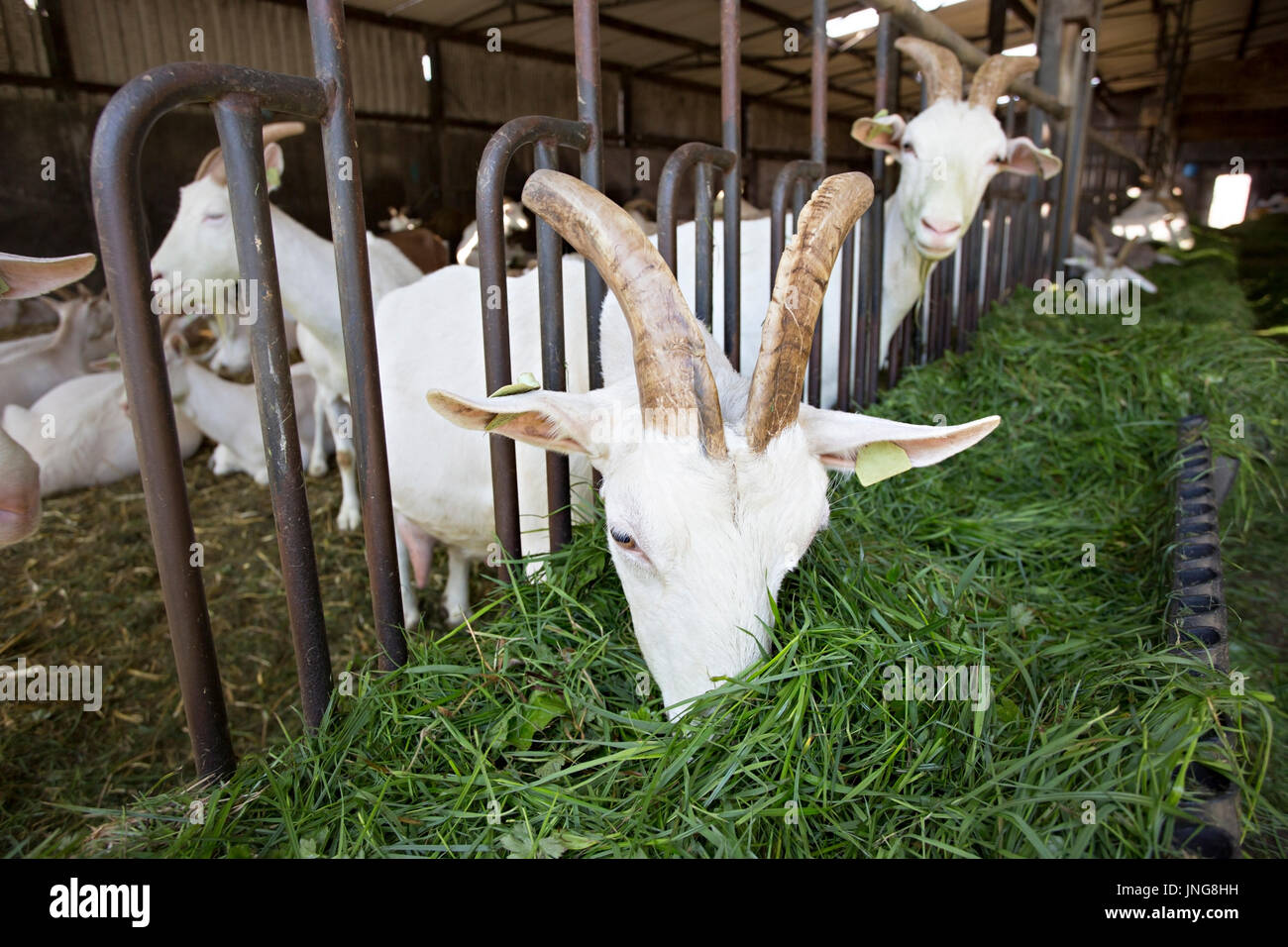 Caprini sui caprini farm. Dublino, Irlanda, Giugno 2016 Foto Stock