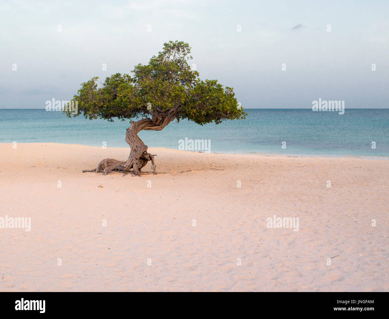 Iconico Divi Divi o fofoti albero su Eagle beach a sunrise e mattina su Aruba Foto Stock