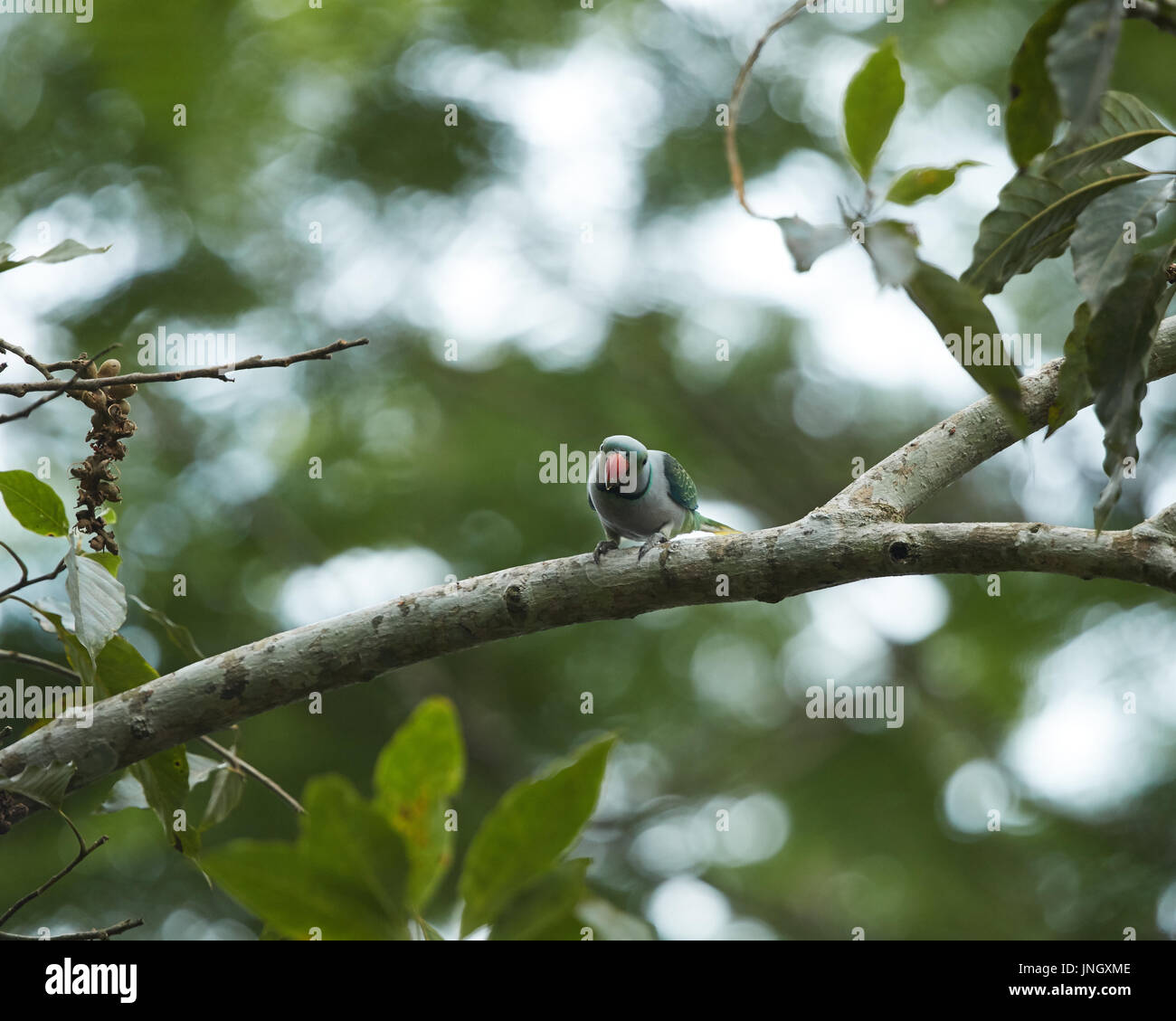 Il malabar parrocchetto è arroccato e mangiare la frutta in una succursale Foto Stock